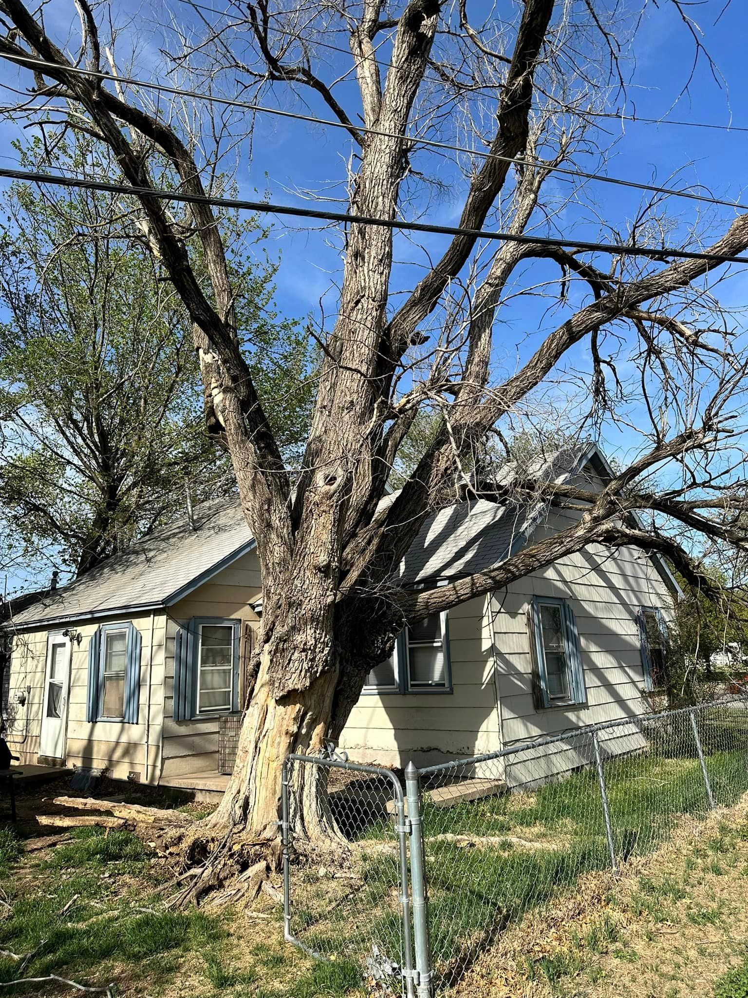 A house with a large tree in front of it.