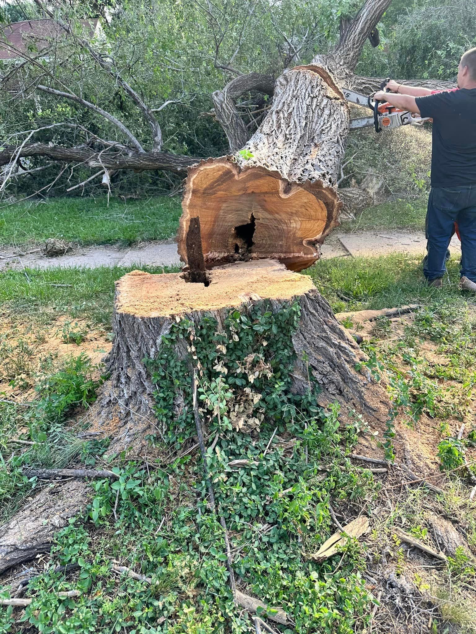 A man is standing next to a large tree stump.