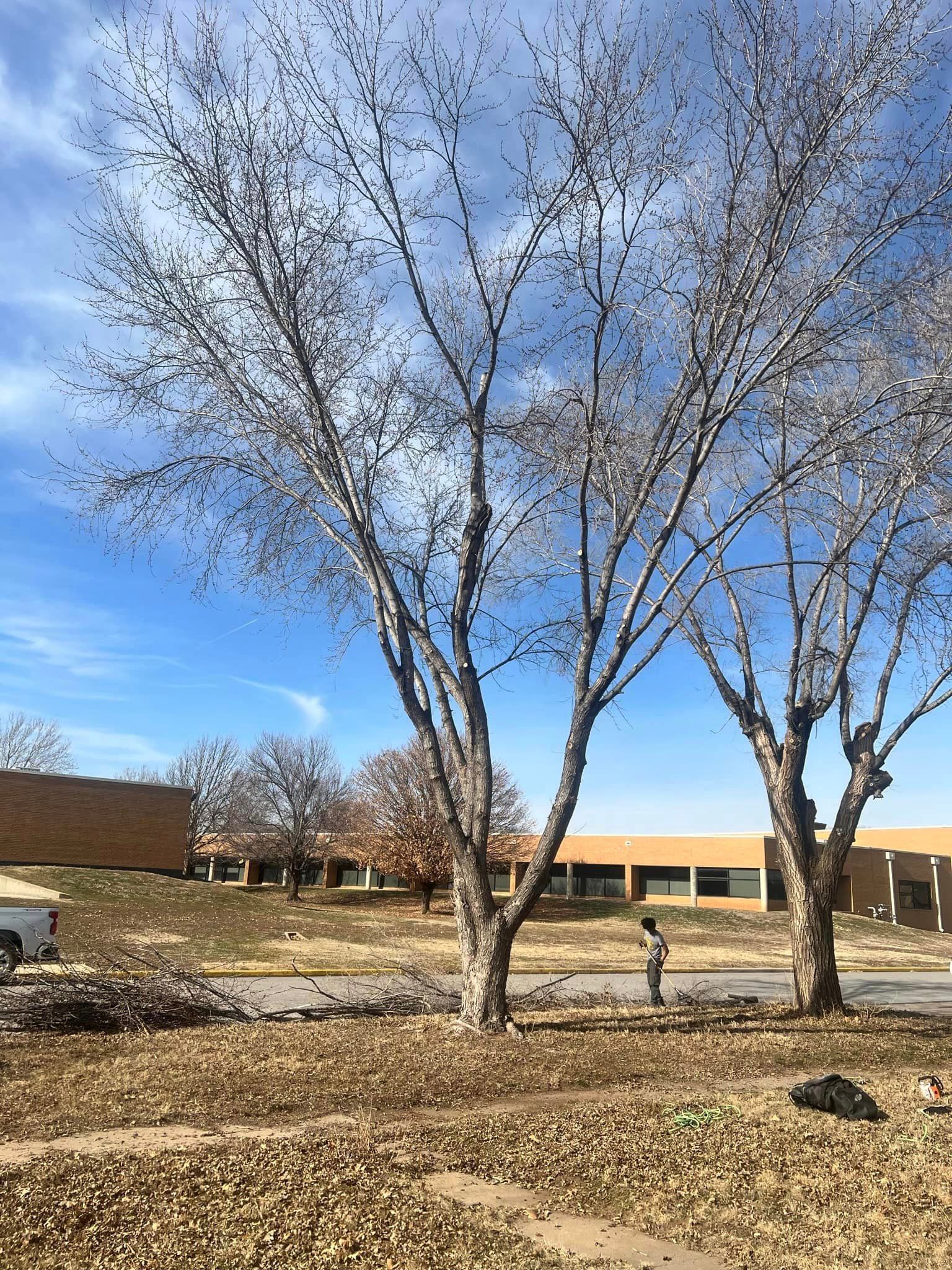 A couple of trees in a field with a building in the background.