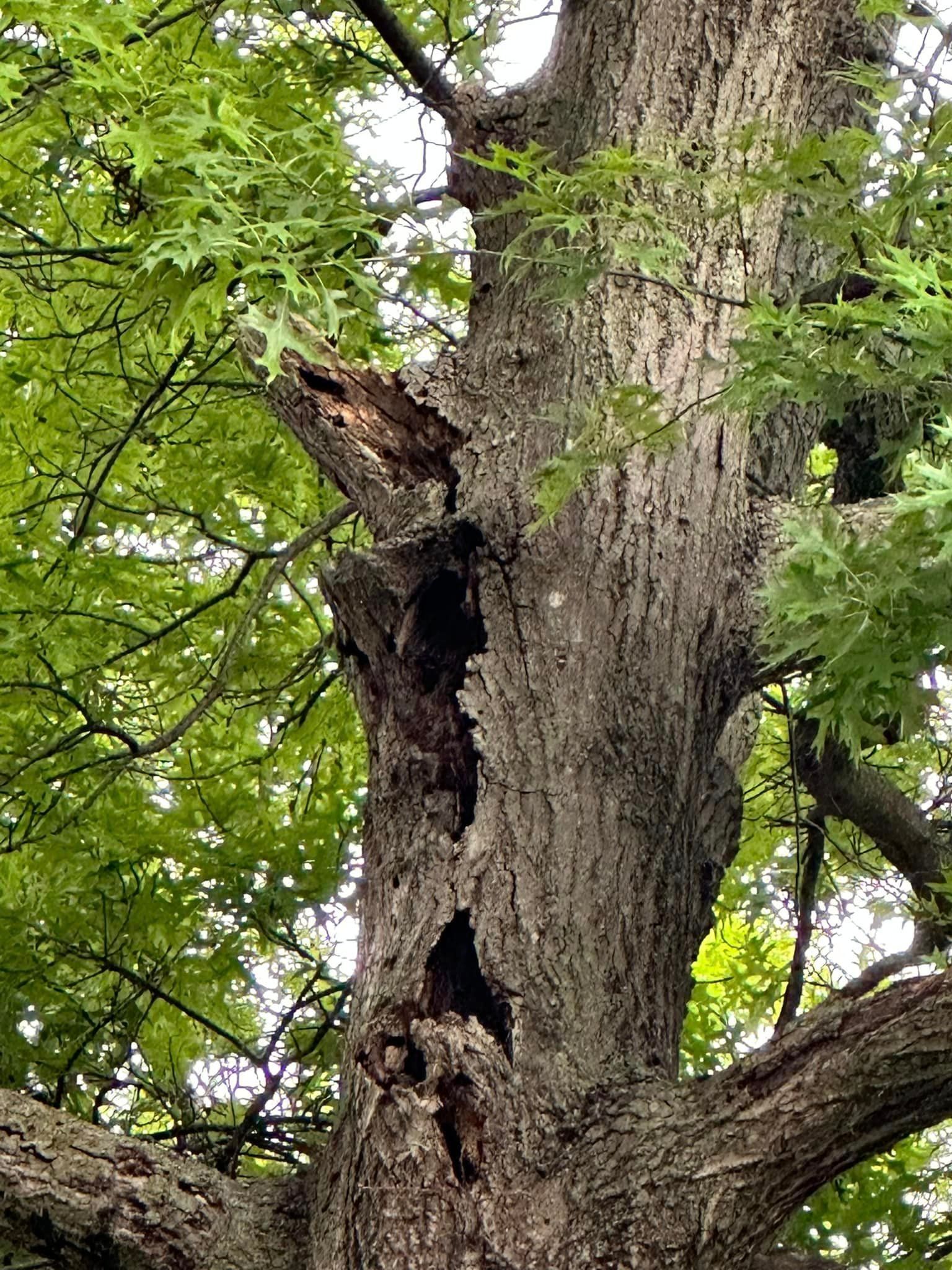 A close up of a tree with a hole in it.