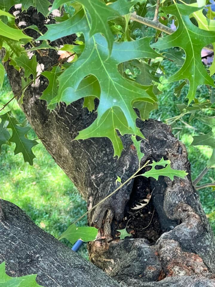 A close up of a tree with leaves on it.