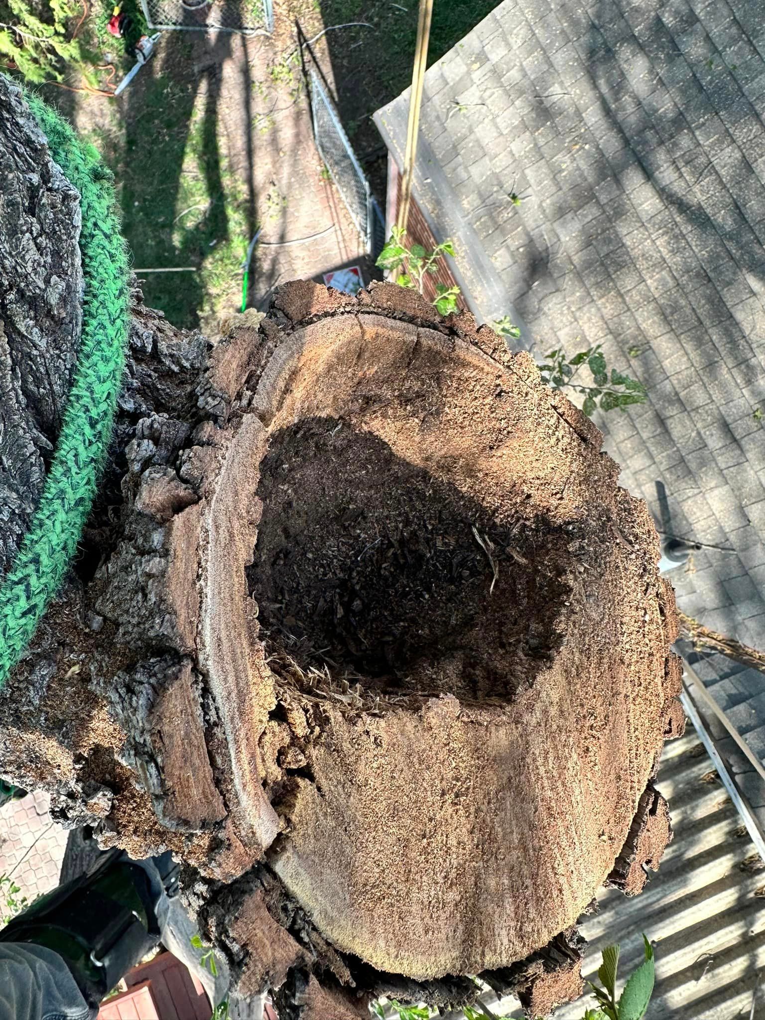 A person is digging a hole in a tree stump.