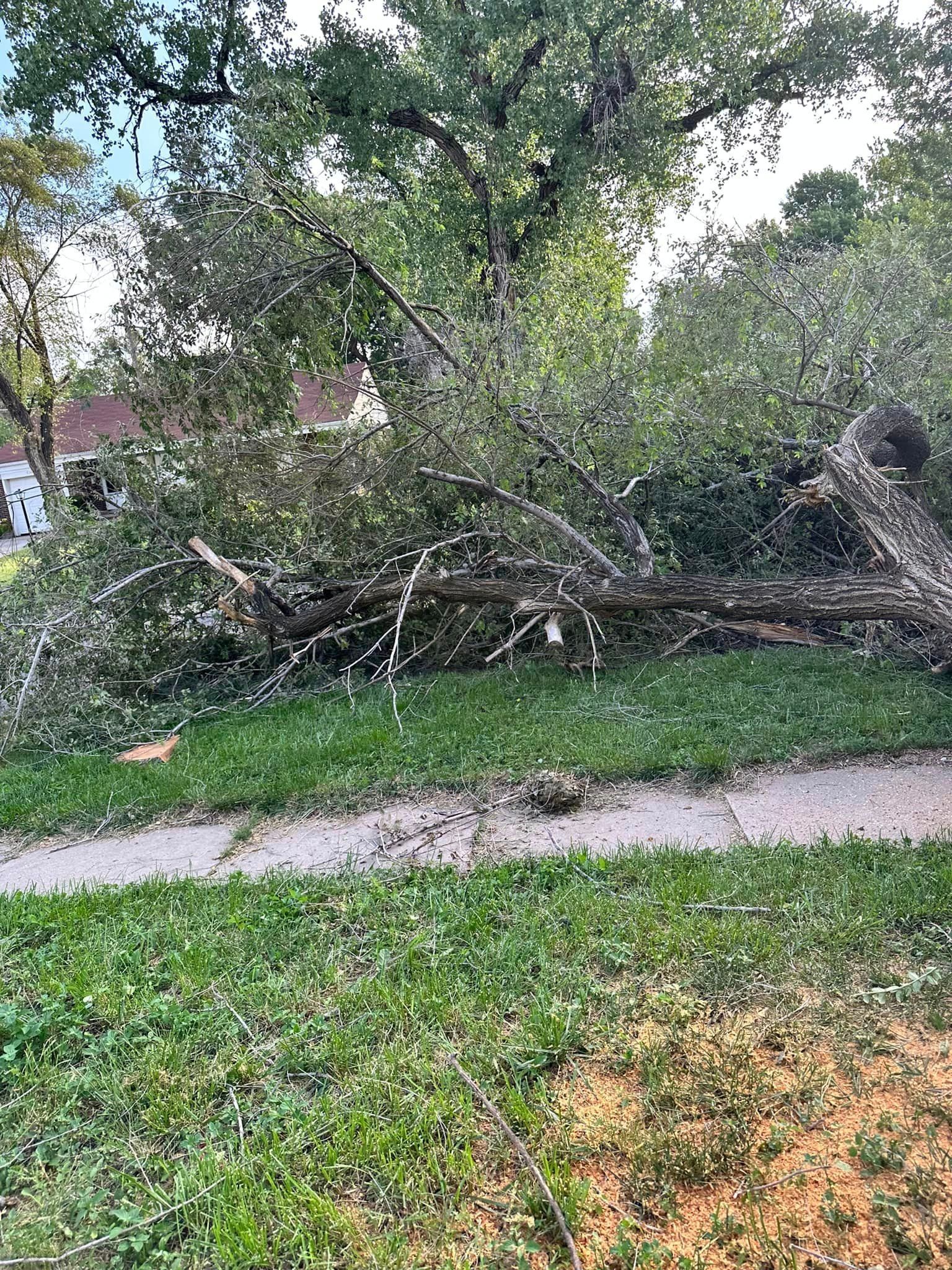 A tree that has fallen on a sidewalk in a park.