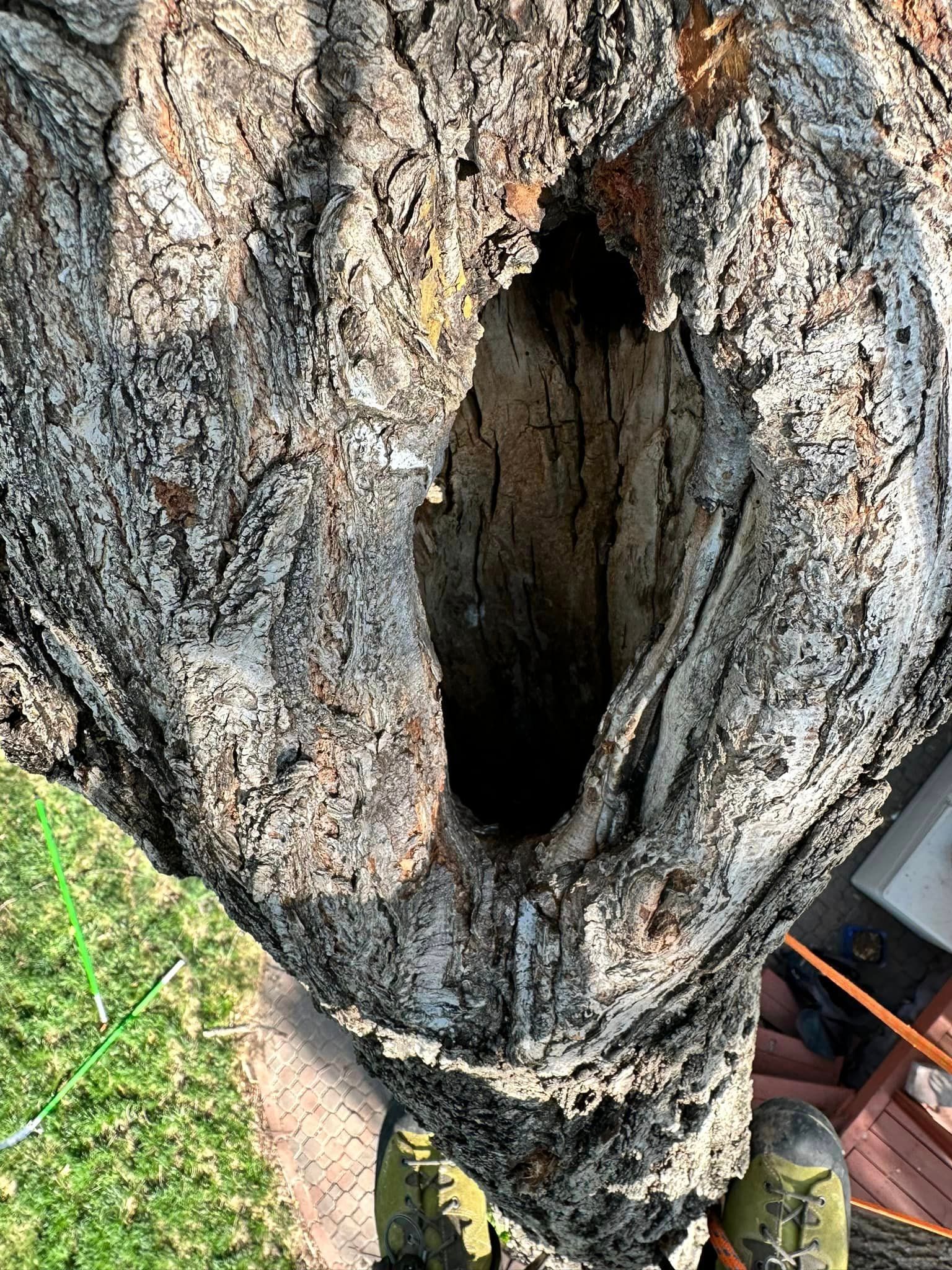 A close up of a tree trunk with a hole in it.