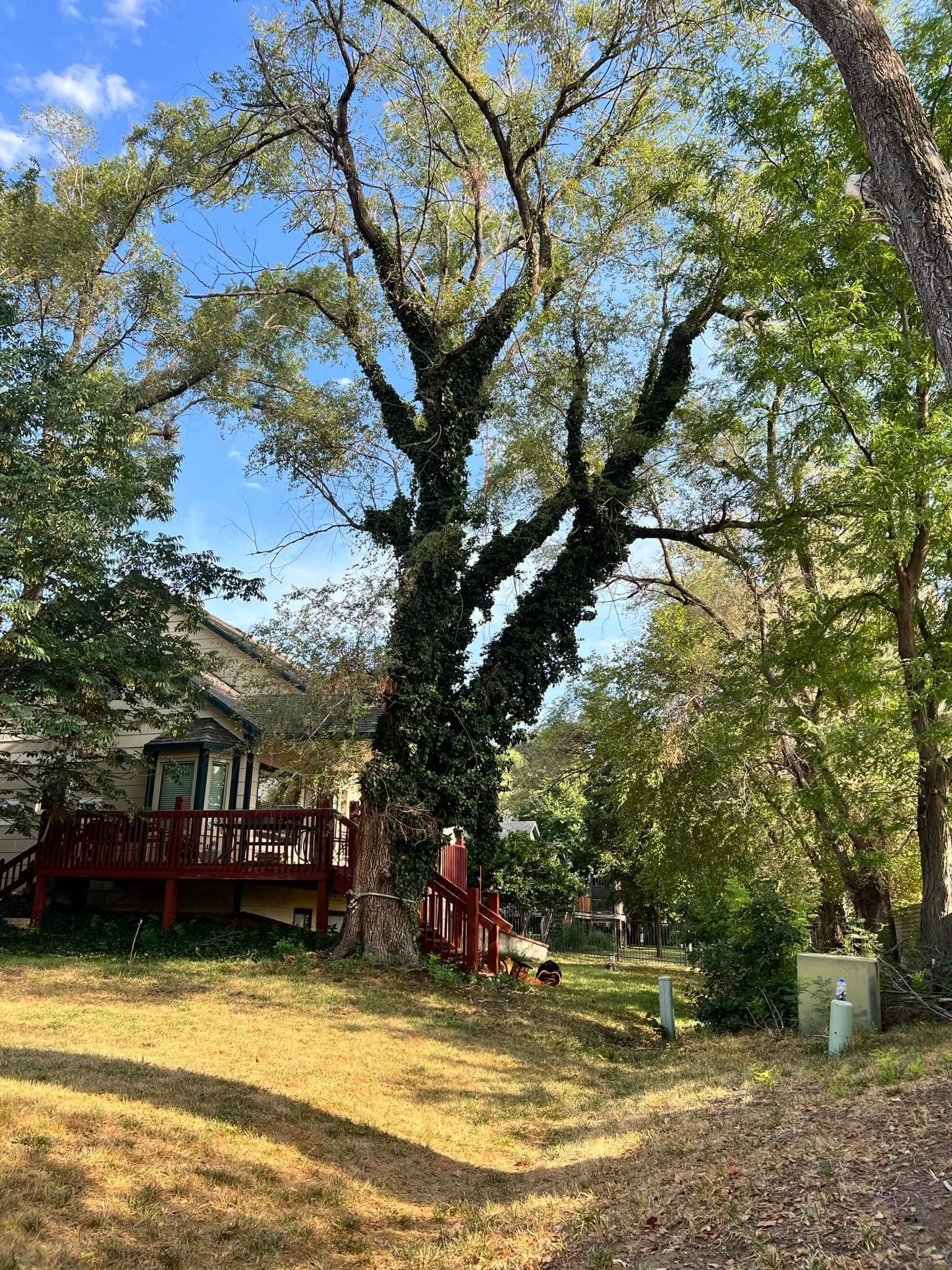 A large tree in the middle of a yard with a house in the background.