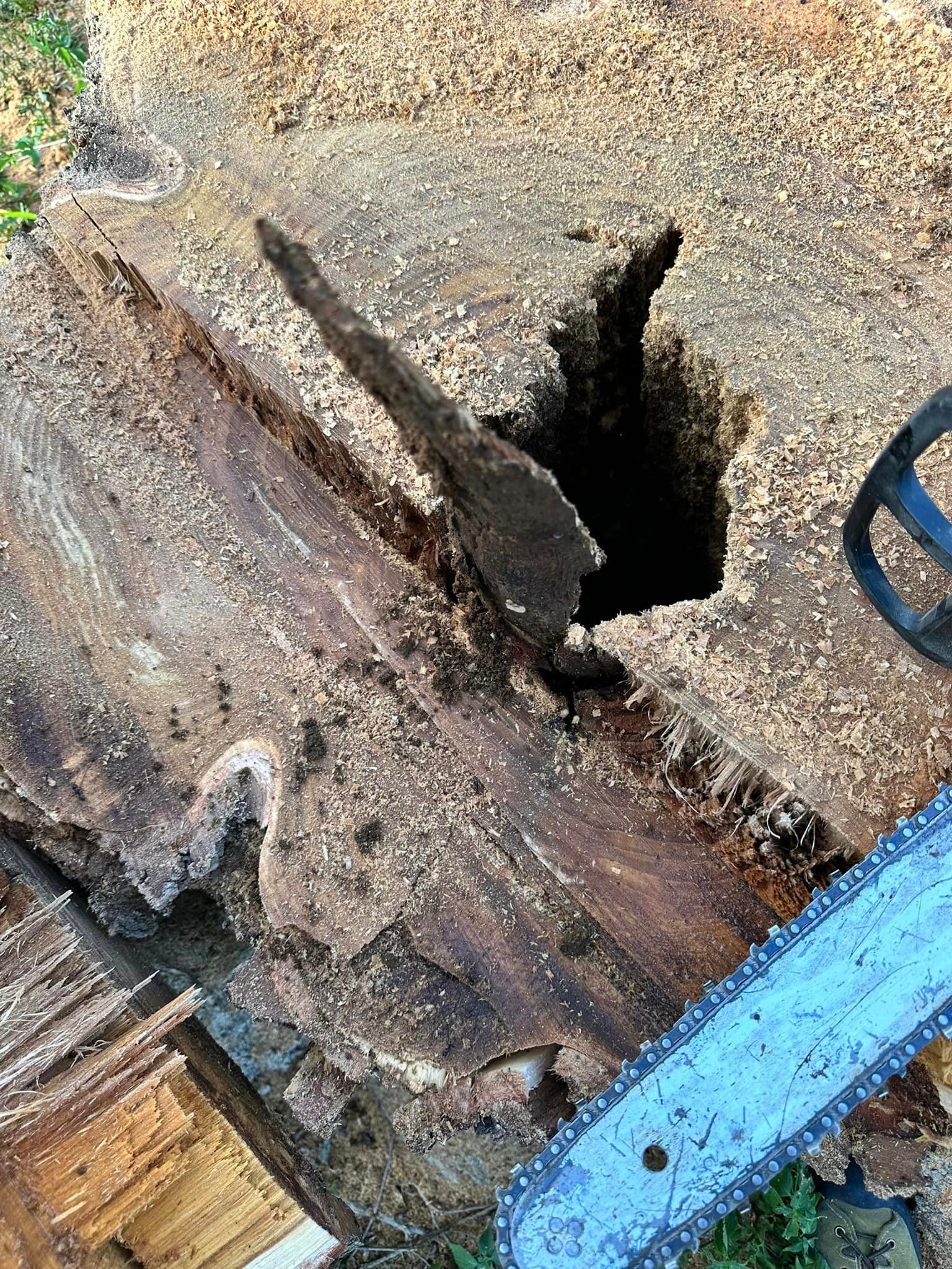 A chainsaw is cutting a hole in a tree stump.