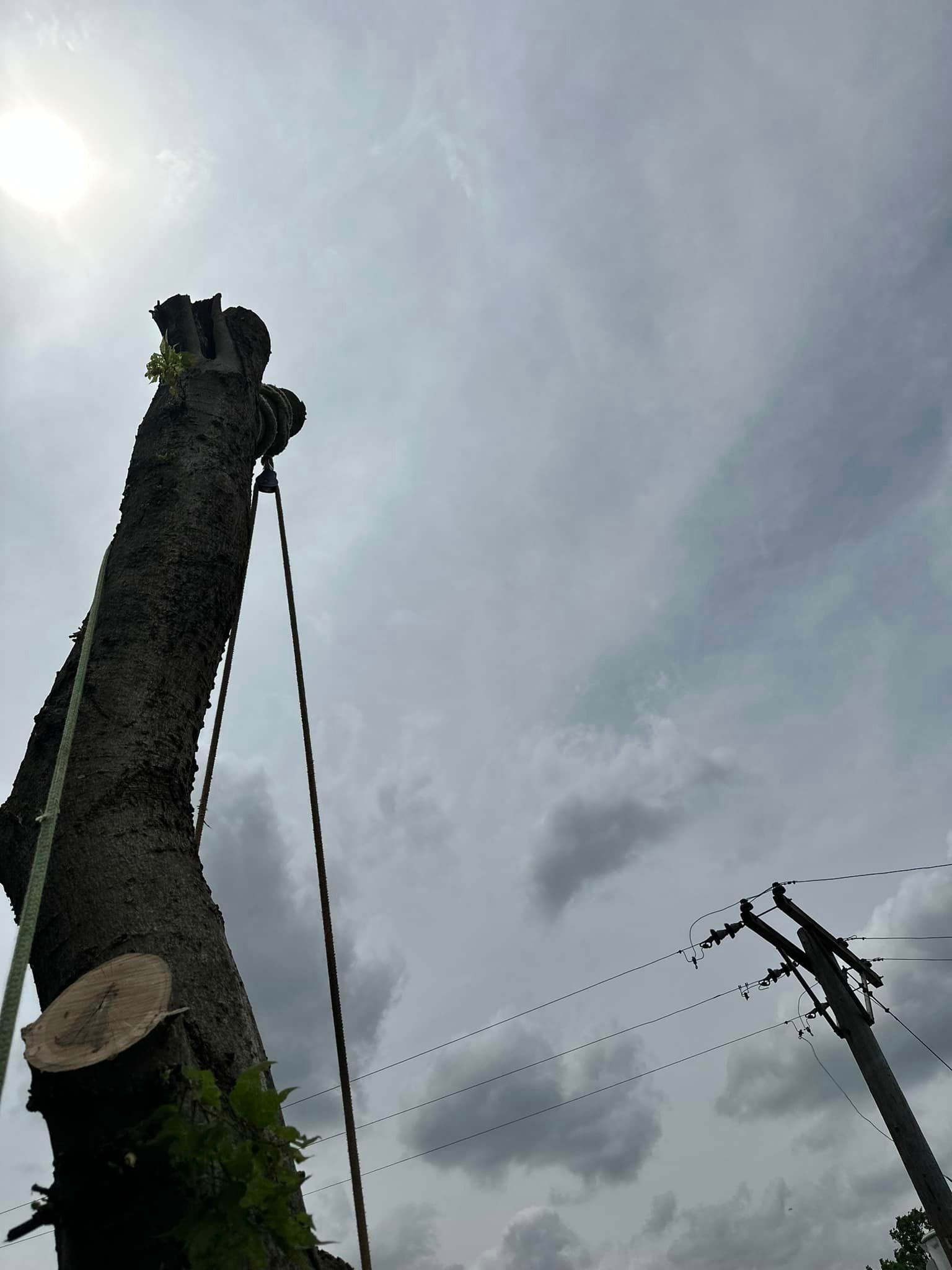 A tree stump is being removed by a crane.