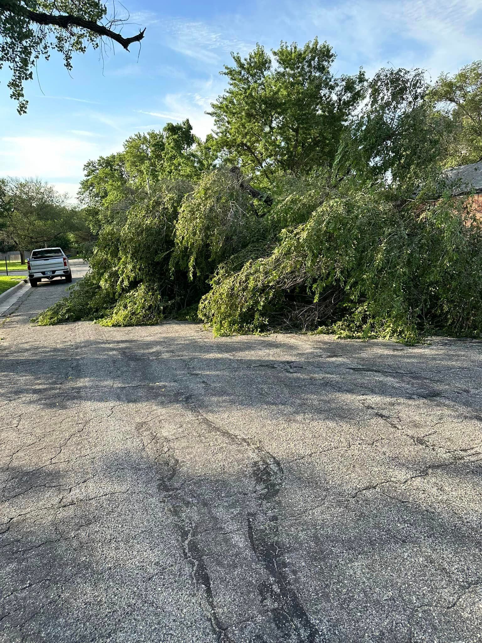 A large tree has fallen on the side of the road.