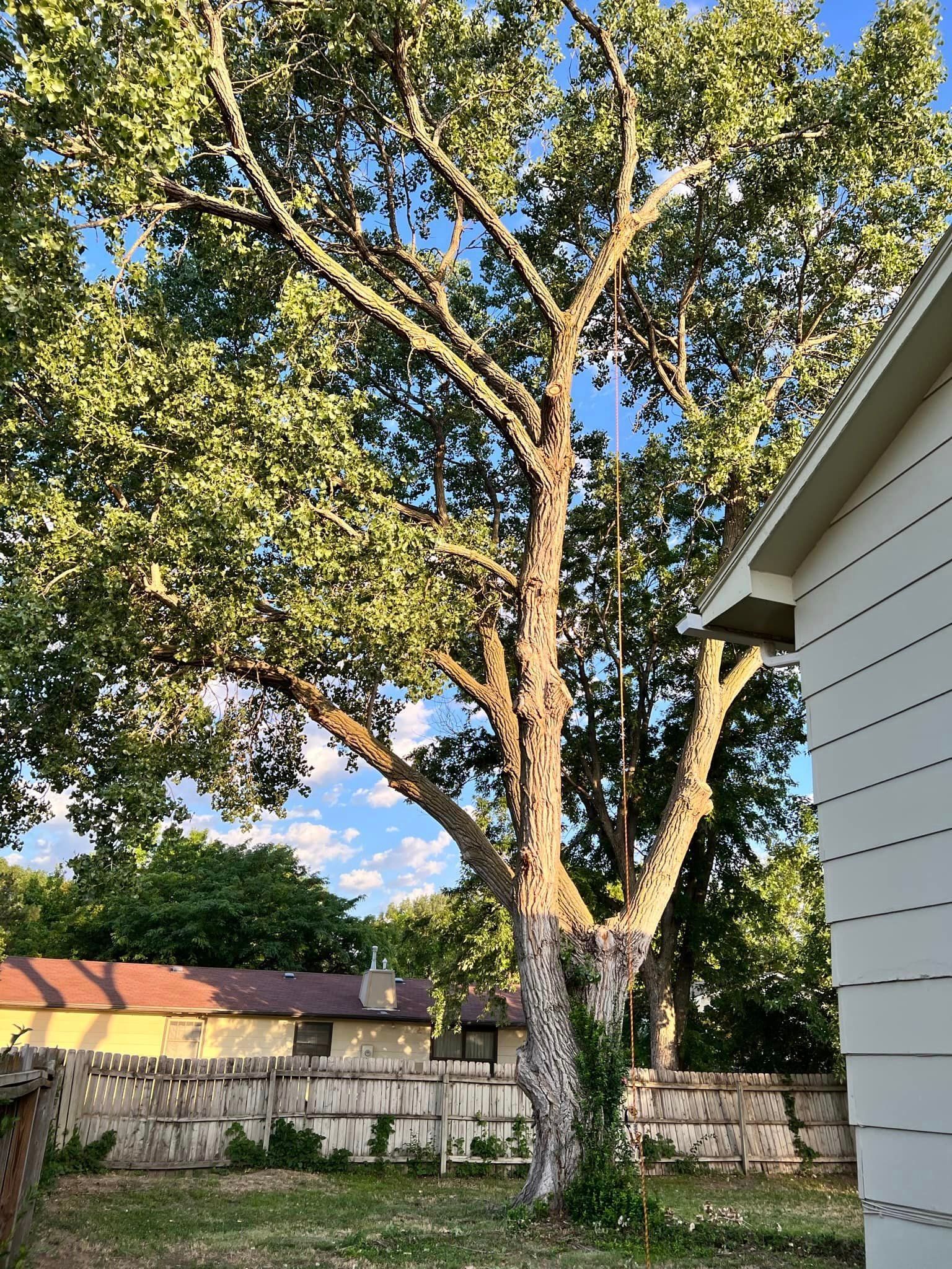 A large tree is in the backyard of a house.