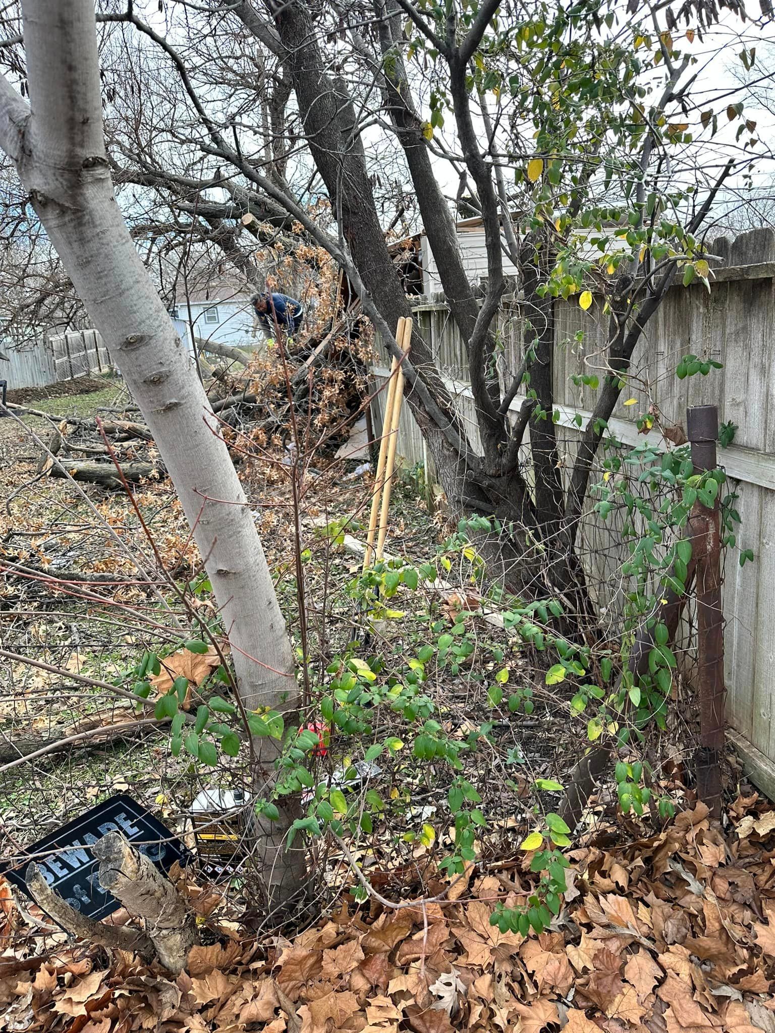 A cat is sitting under a tree in a yard next to a fence.