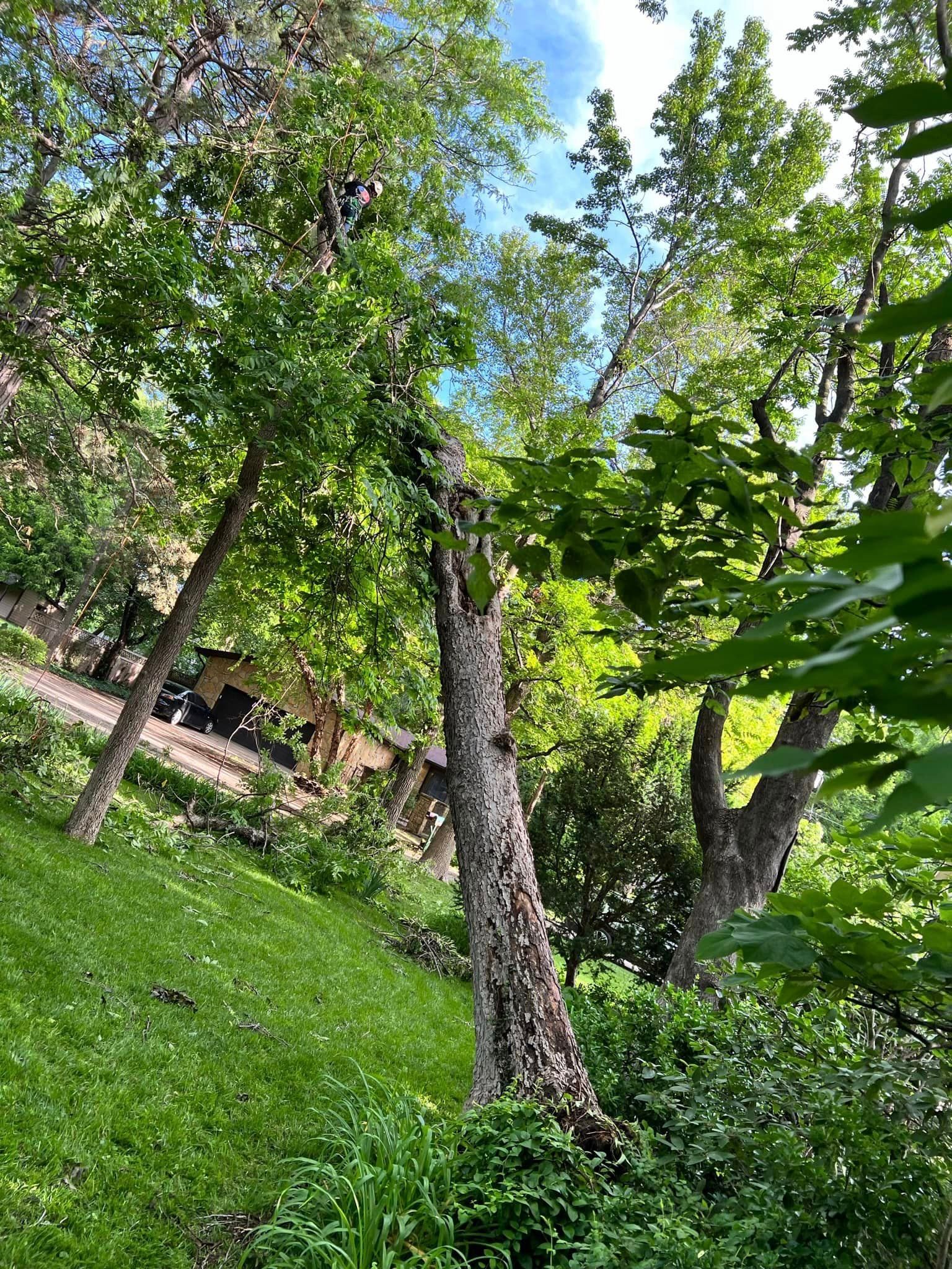 A tree with a lot of leaves is in the middle of a forest.