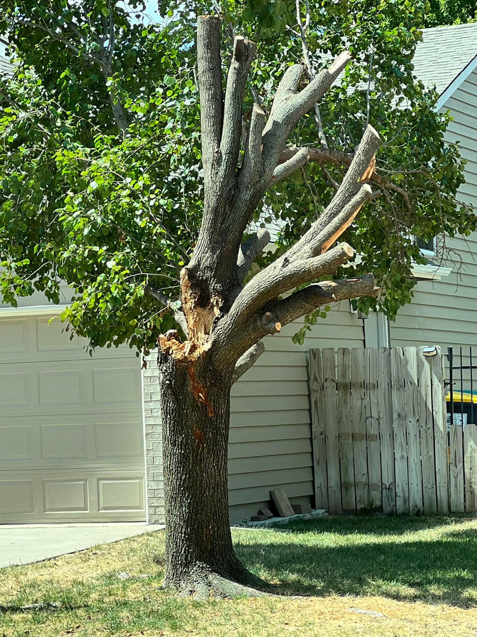 A tree with a lot of branches missing is in front of a house.