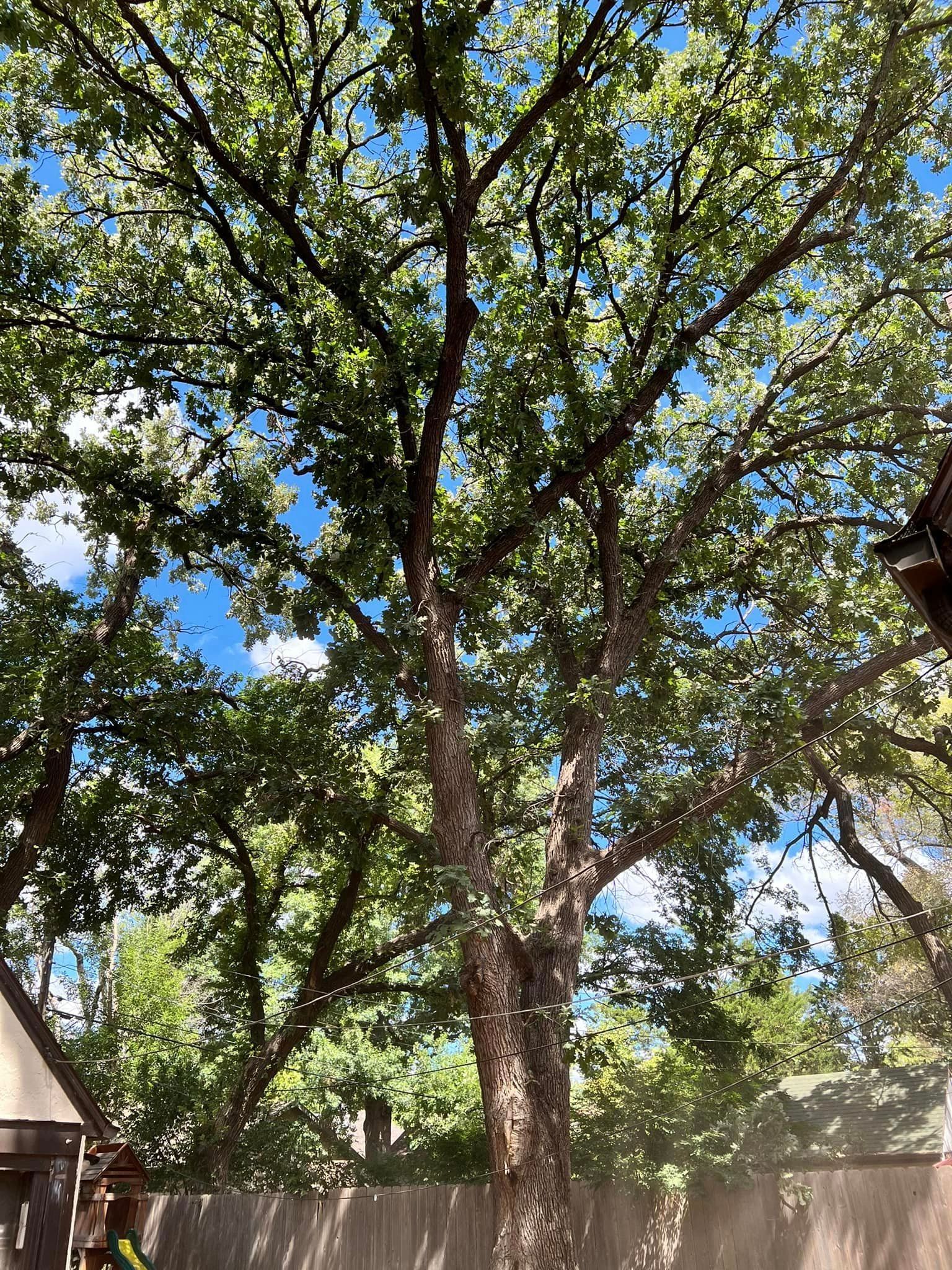 A large tree with lots of leaves against a blue sky.