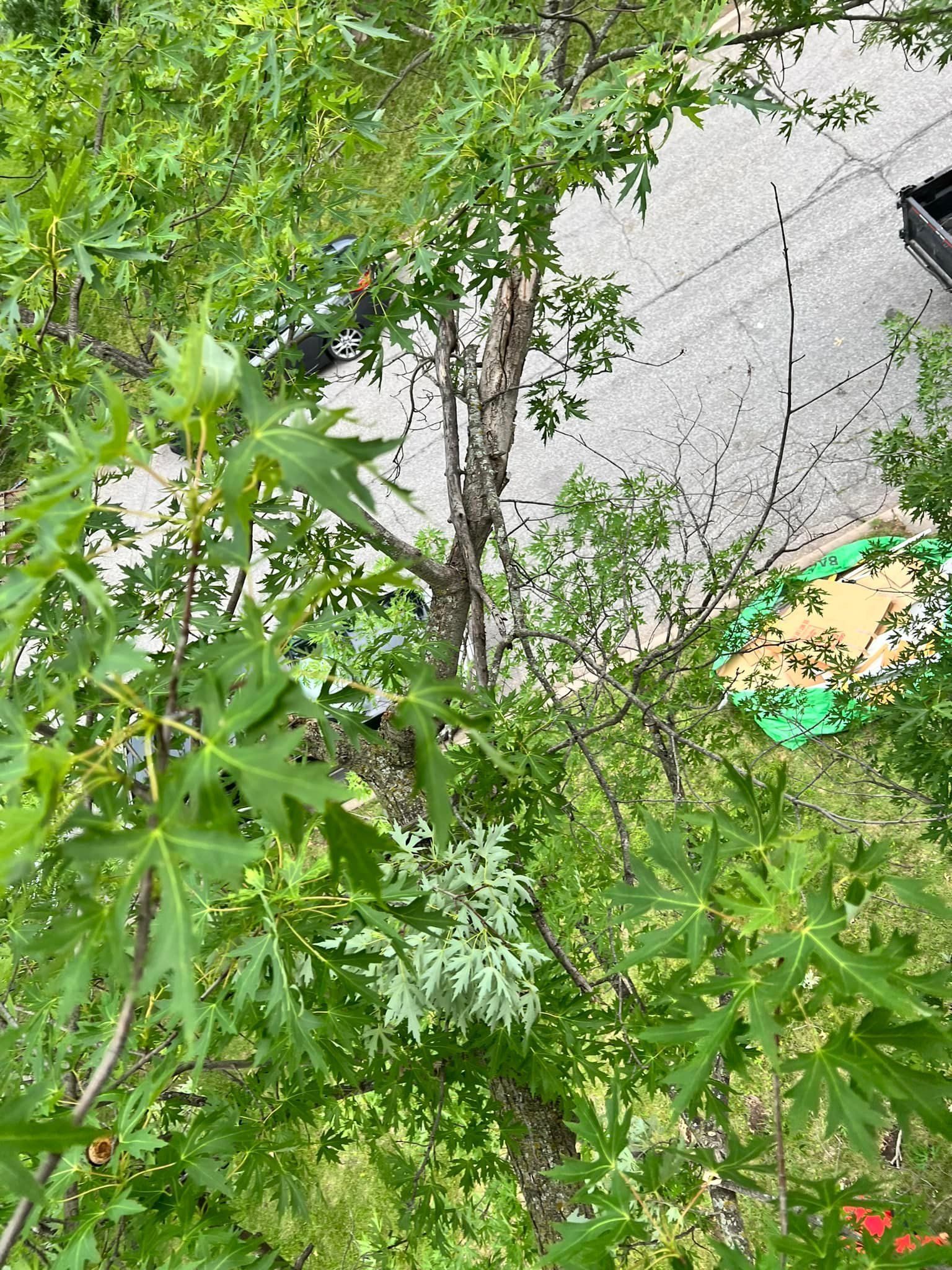 A tree with lots of green leaves is sitting next to a river.