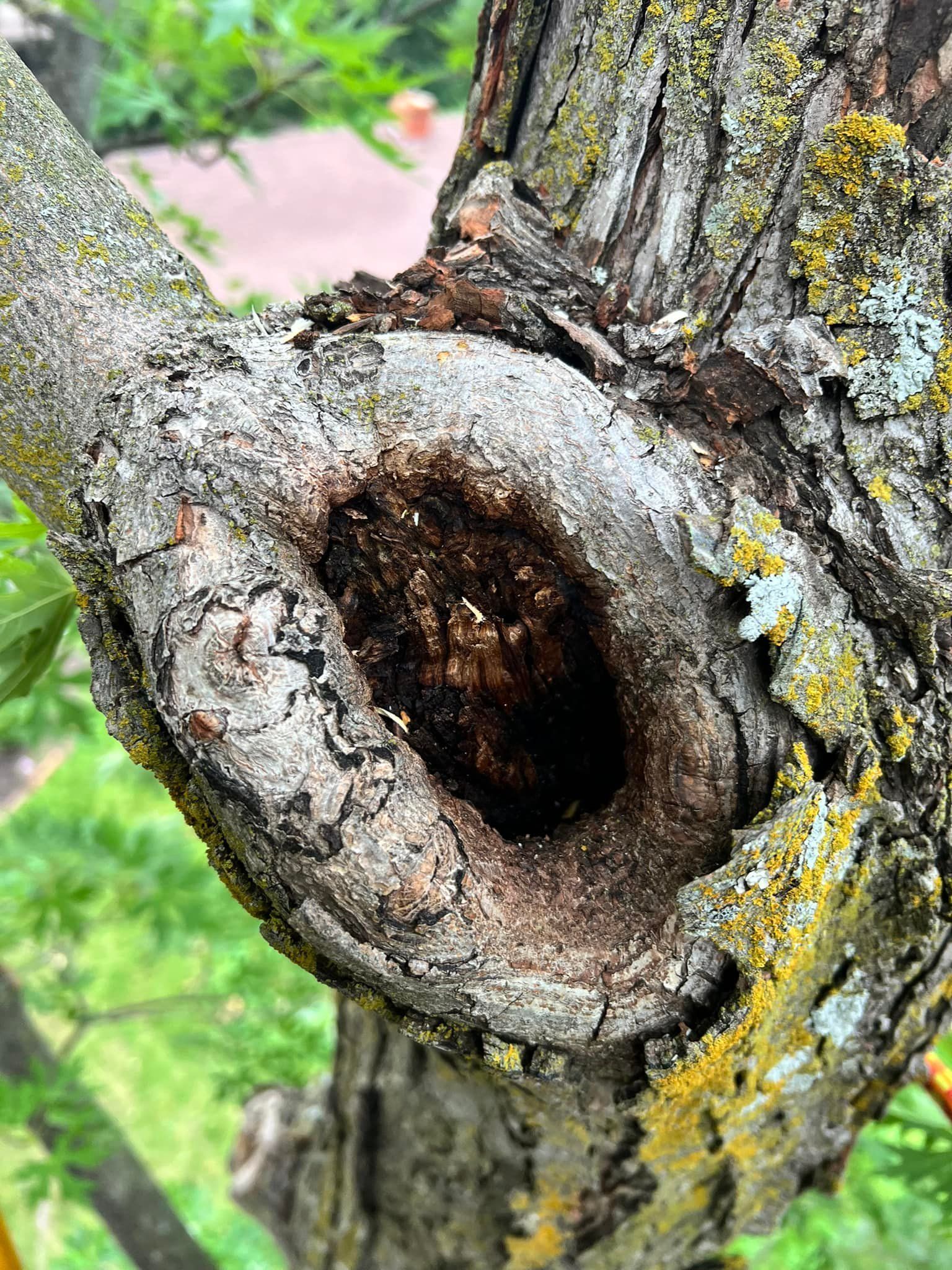 A close up of a tree trunk with a hole in it.