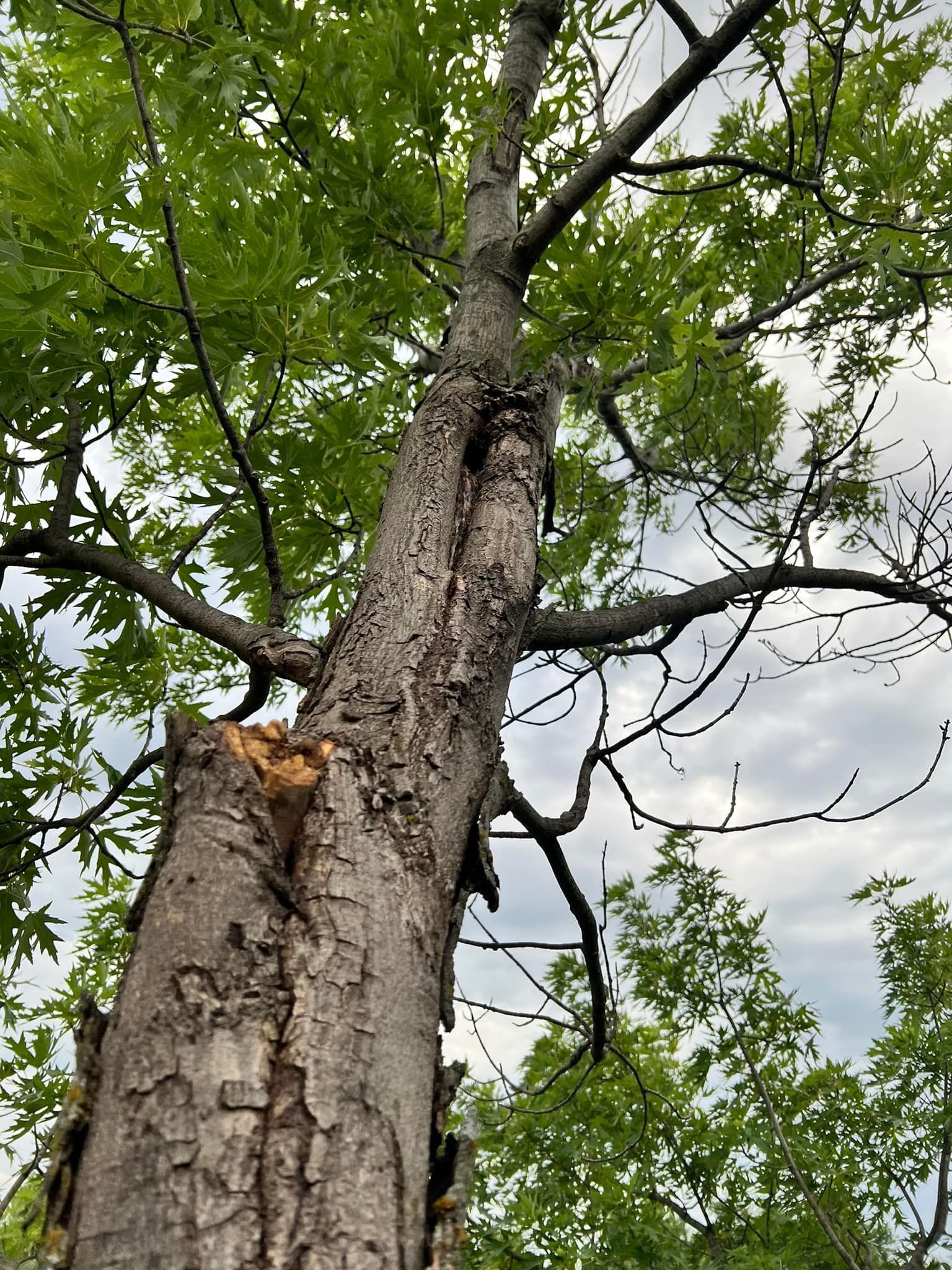 Looking up at a tree with lots of branches and leaves