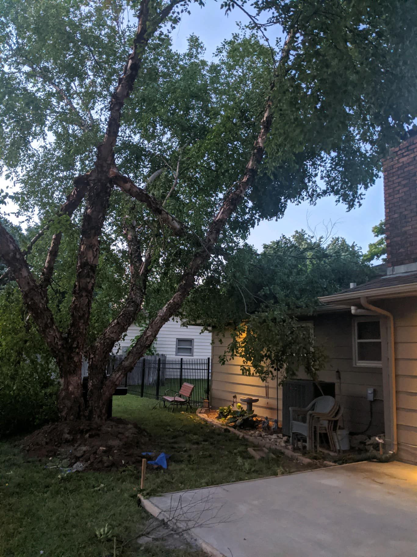 A tree is fallen in the backyard of a house.