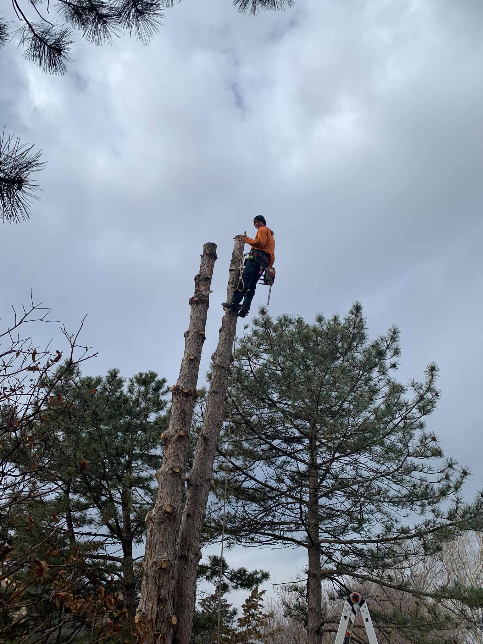 A man is climbing a tree with a chainsaw.