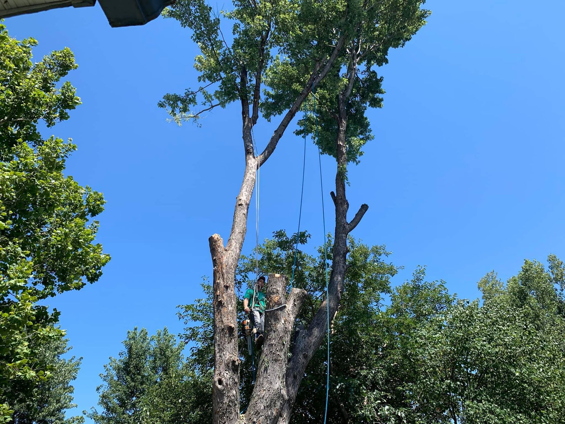 A man is cutting down a tree with a chainsaw.