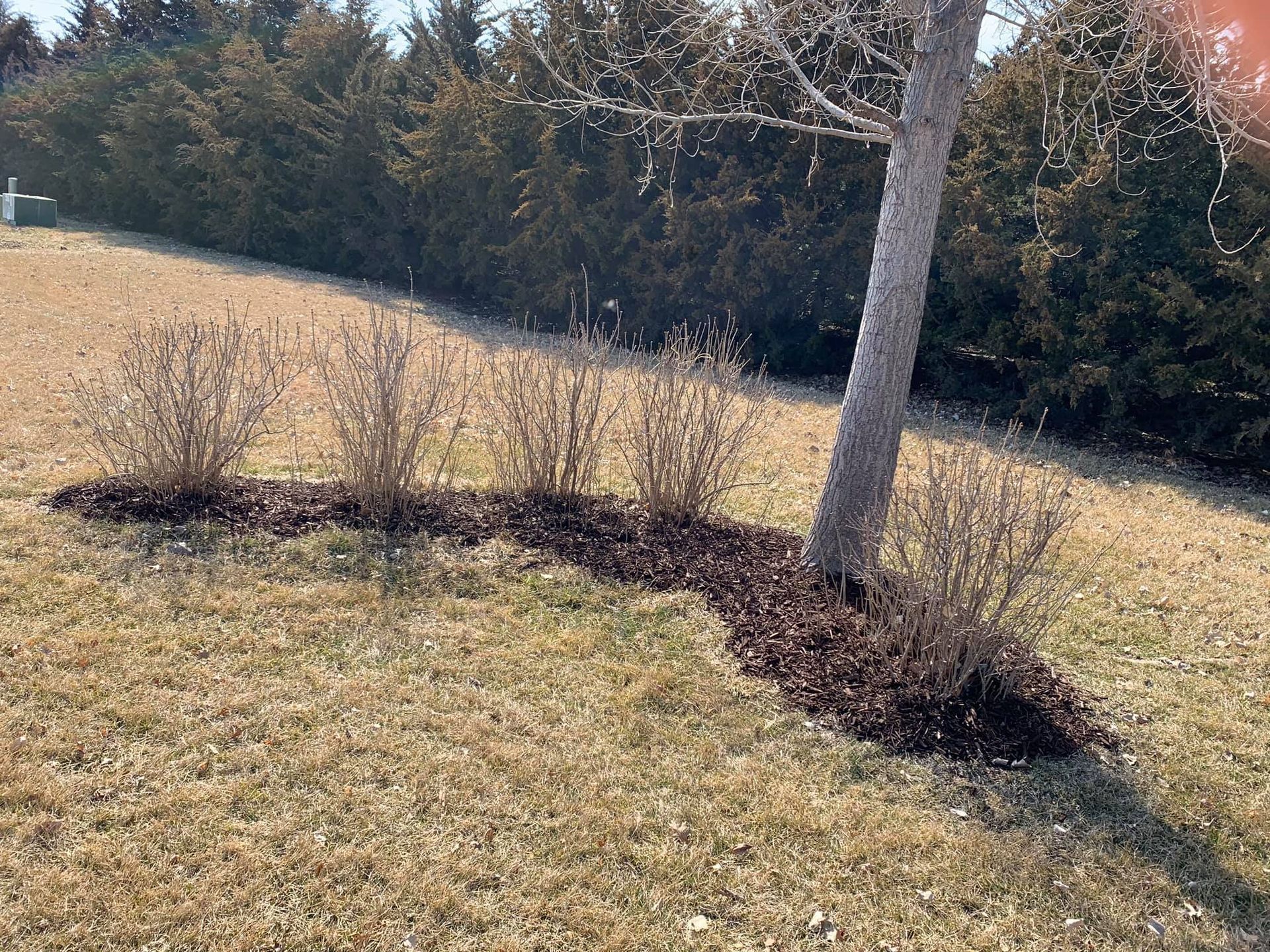 A tree in the middle of a field with trees in the background.