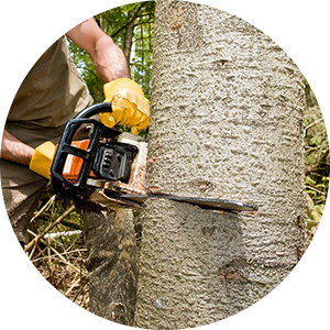 Reid S Tree Service I Stump Grinding St Charles Mo