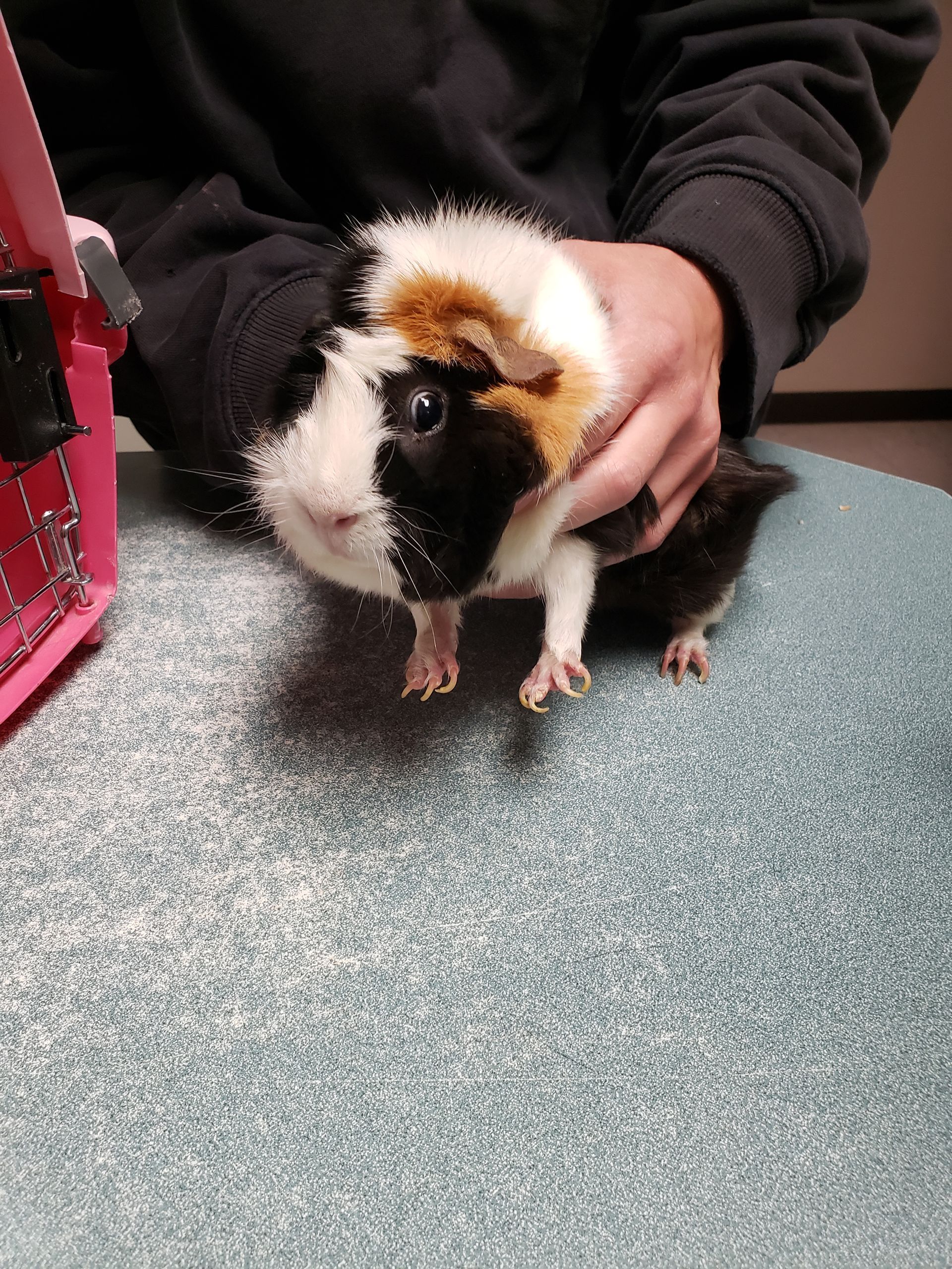 Jessi and a guinea pig