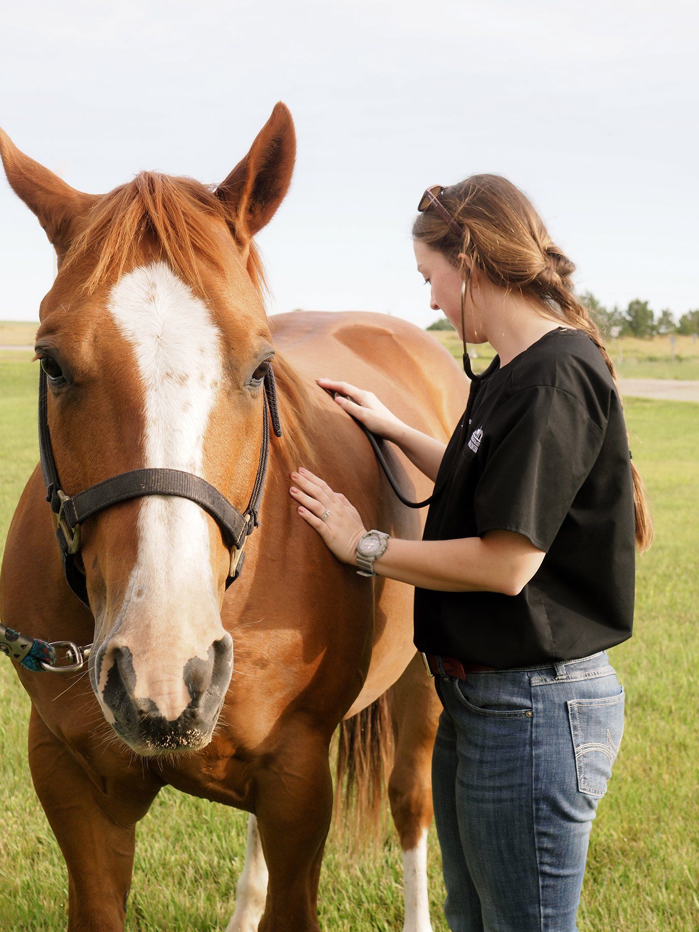 Equine Wellness Exams Alma, NE