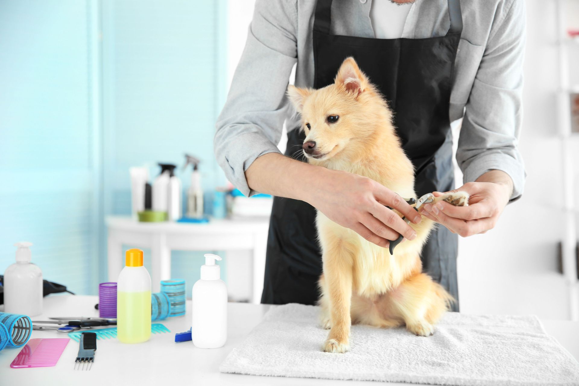 3 Questions to Ask Your Dog's Groomer
