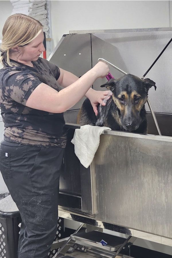 A woman is washing a dog in a stainless steel tub