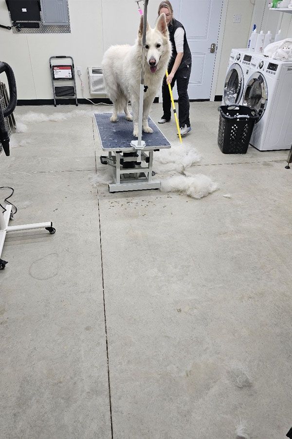 A woman is grooming a white dog in a laundry room.