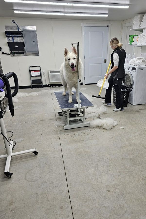 A white dog is standing on a grooming table in a laundry room.