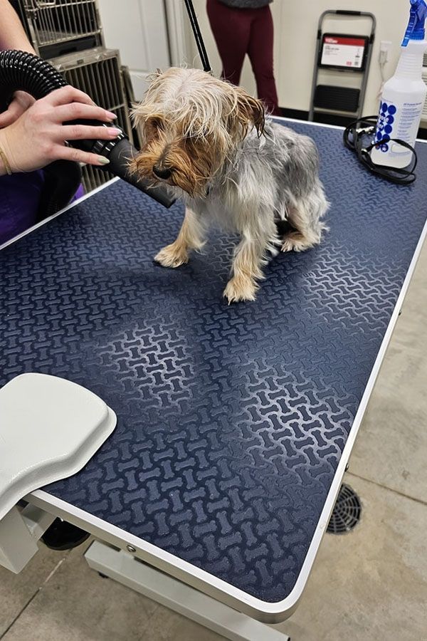 A small dog is sitting on a table being groomed by a person.