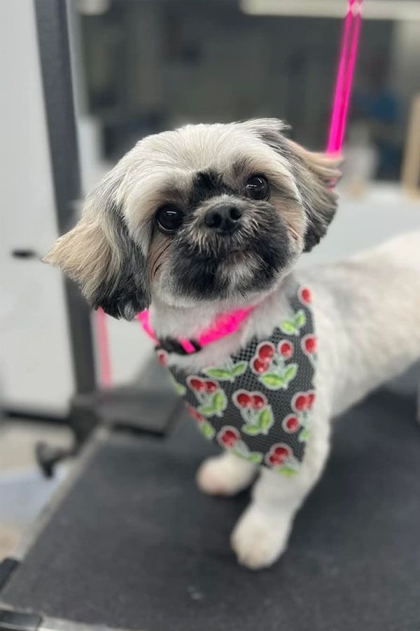 Why Regular Dog Grooming is More Than Just a Haircut