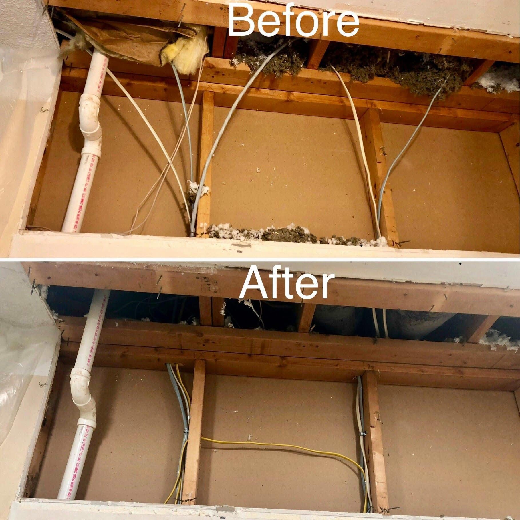 Before and after view of a wall cavity with electrical wiring and plumbing. Nest and debris removed, wires rerouted.