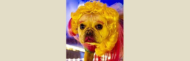 Dog Grooming Services