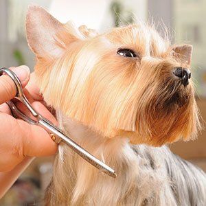 Dog Grooming