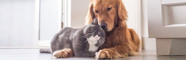 Pet Supplies