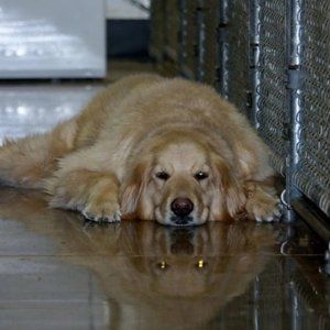 dog grooming fort wayne