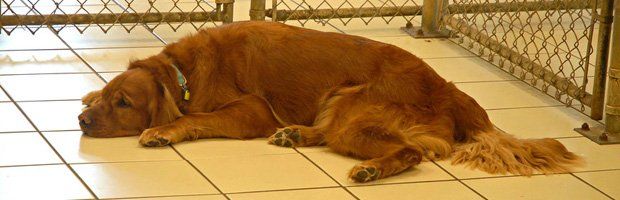 Dog laying down in kennel
