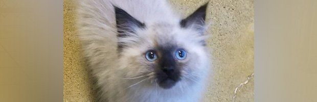 Ragdoll Kitten