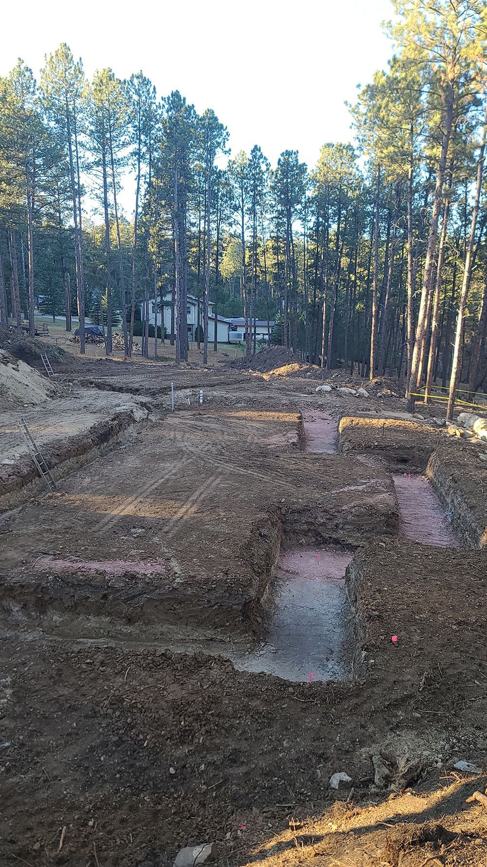 Dirt path through a forest clearing with tall pine trees and logs in the foreground