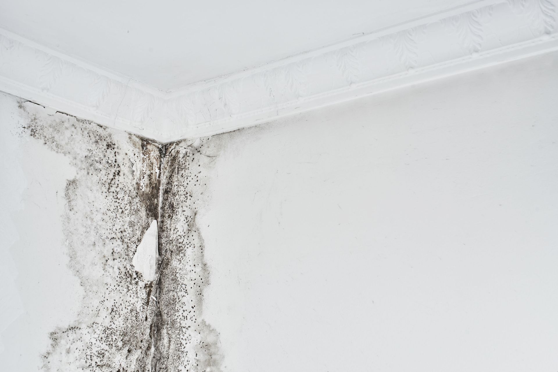 Mold on a white wall in the corner of a room, near the ceiling.