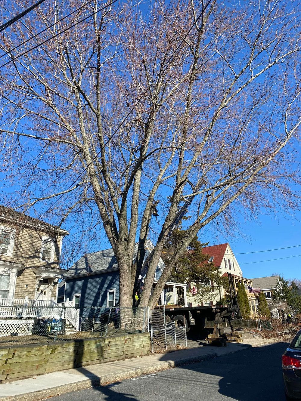 Leafless tree in front of suburban houses on a sunny street under a clear blue sky