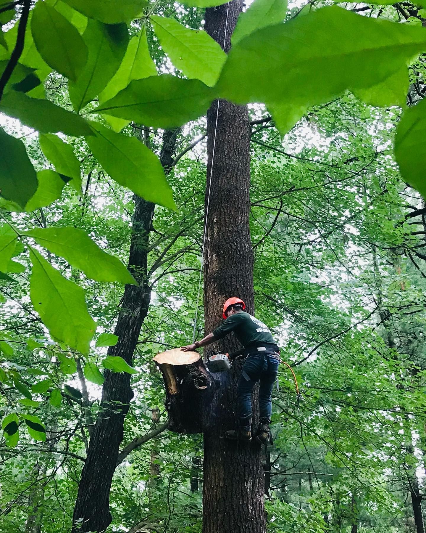 Logger in red helmet climbing a tree in a lush green forest, cutting a branch with a chainsaw