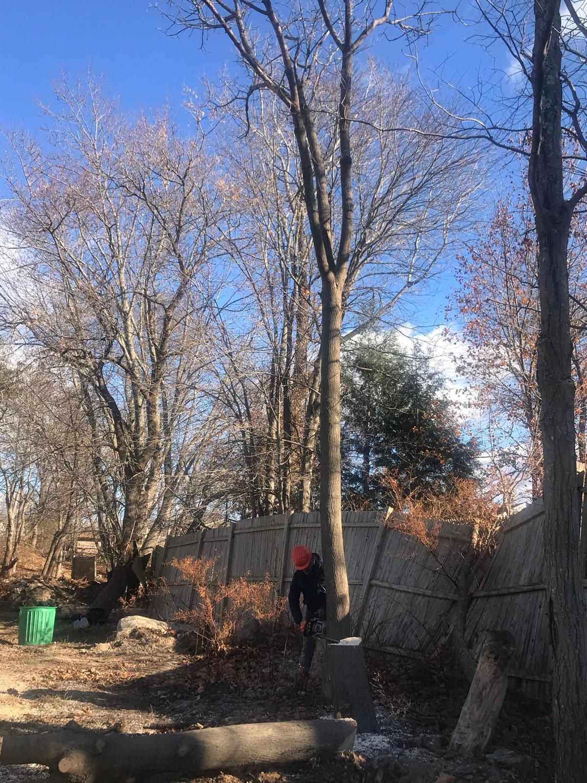 Person walking along a narrow path in a leafless backyard with a red gate and blue sky