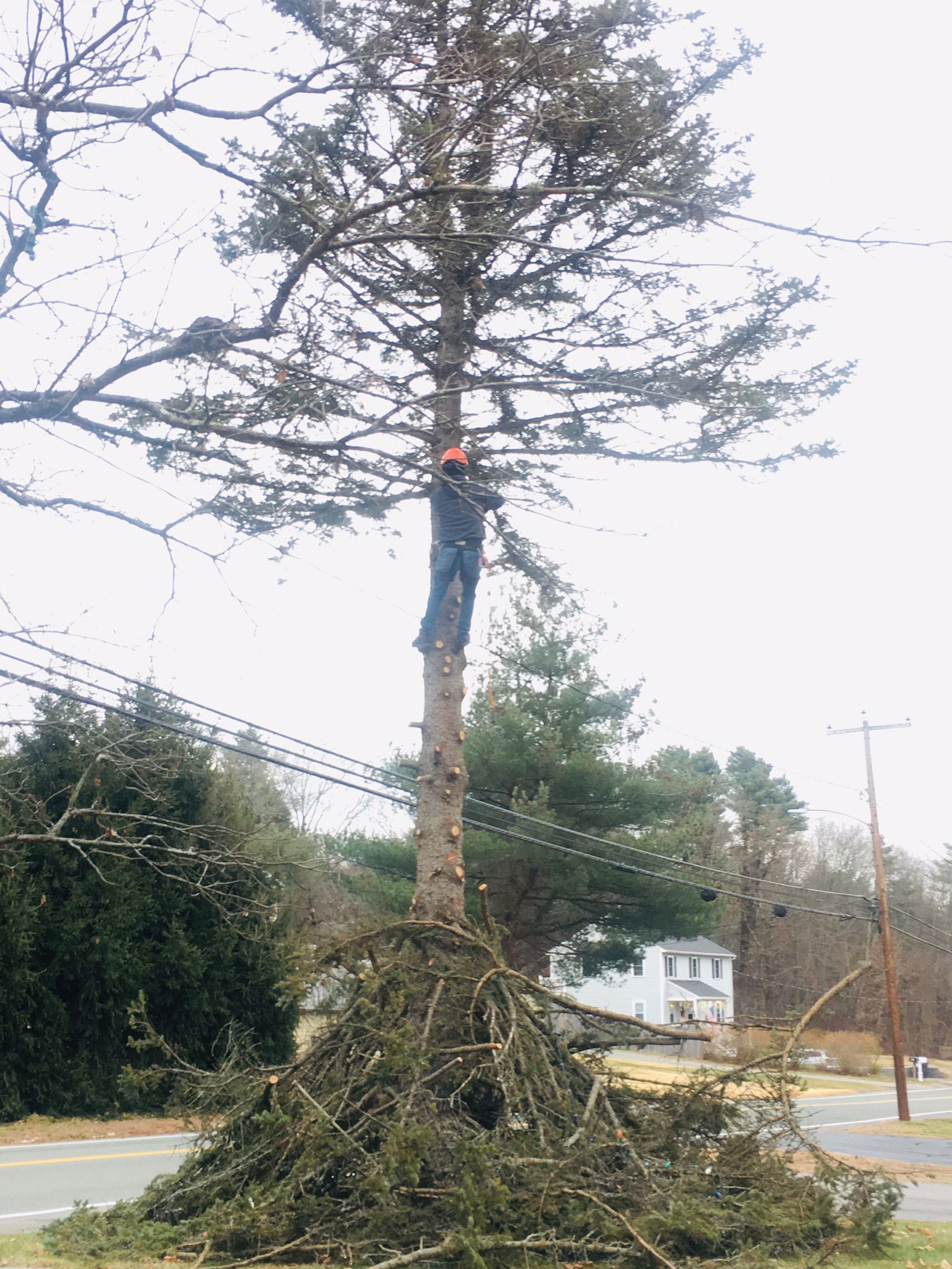 Tall tree trunk with branches and a large pile of cut limbs at its base beside a road
