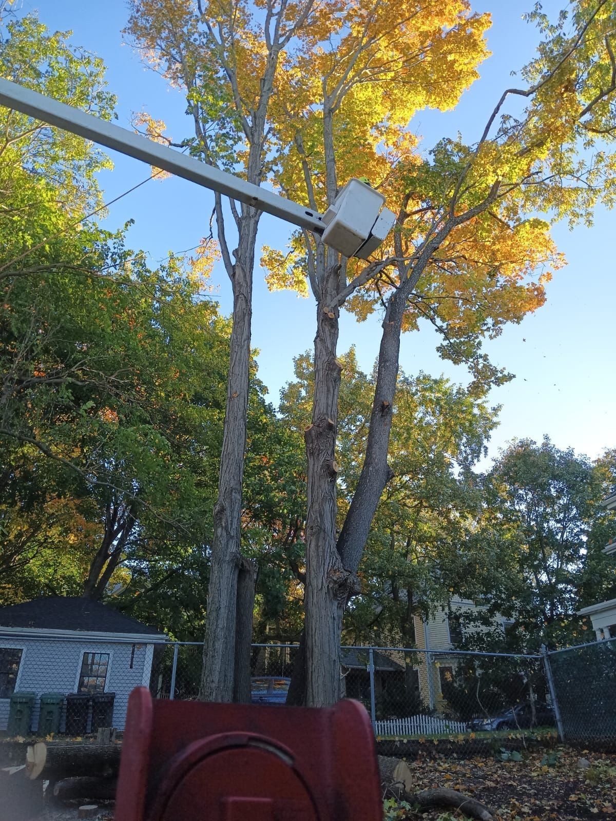 Backyard with tall trees, a utility pole, and a small mounted box against a blue sky.