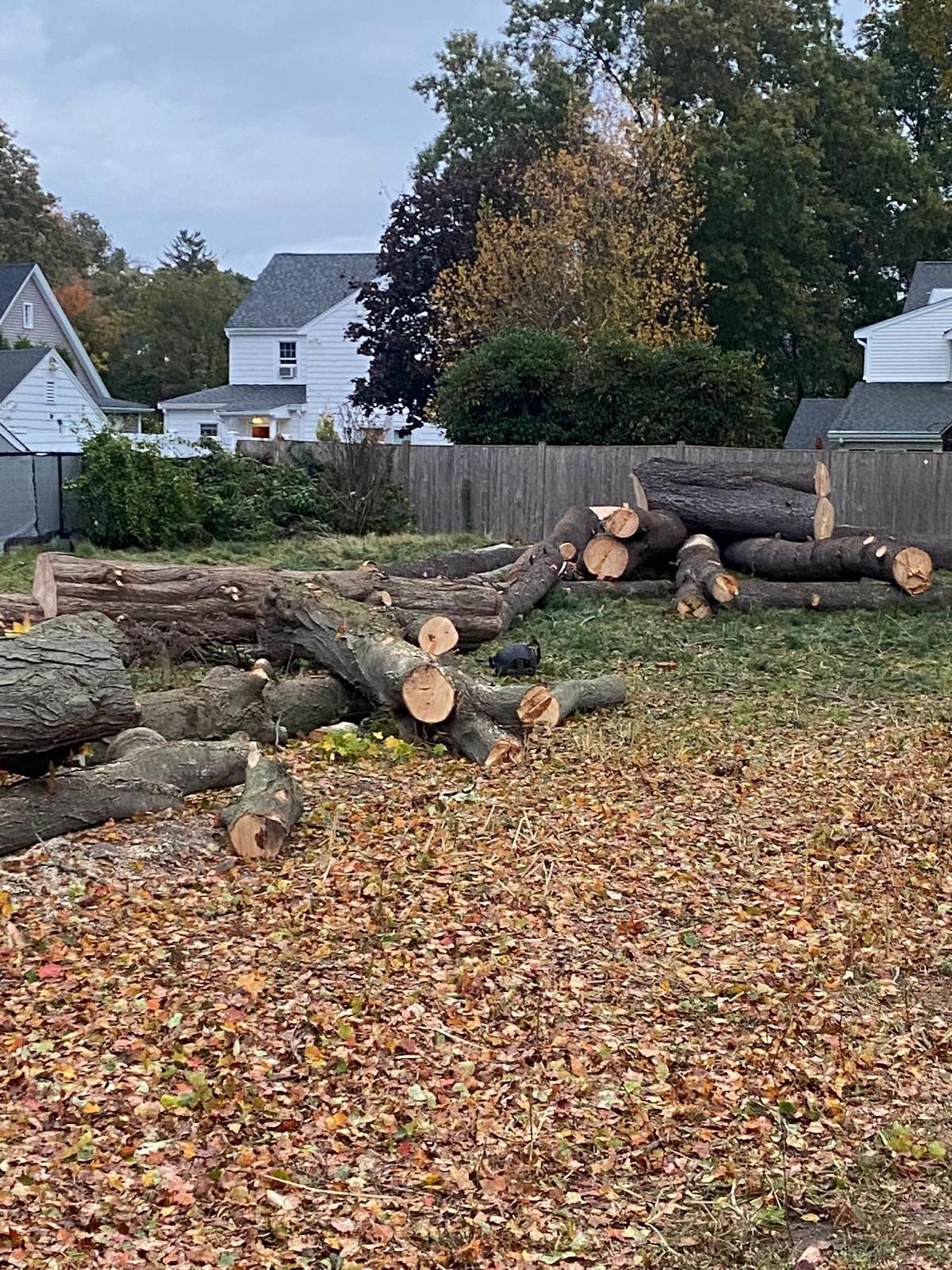 Pile of cut logs on a leaf-covered lawn with a fence and houses in the background