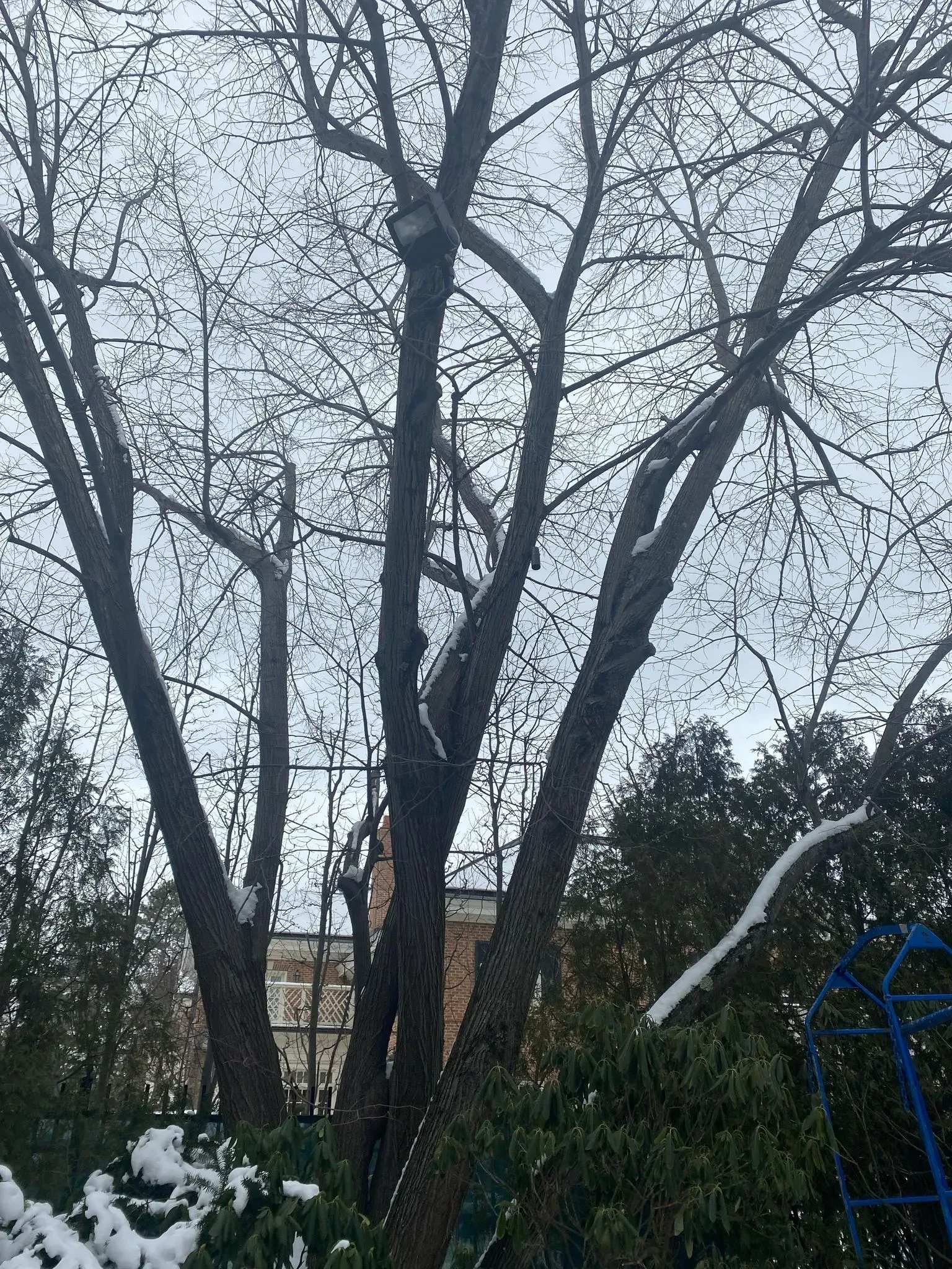 Snow-covered tree with bare branches in a backyard, with a house and blue swing set visible.