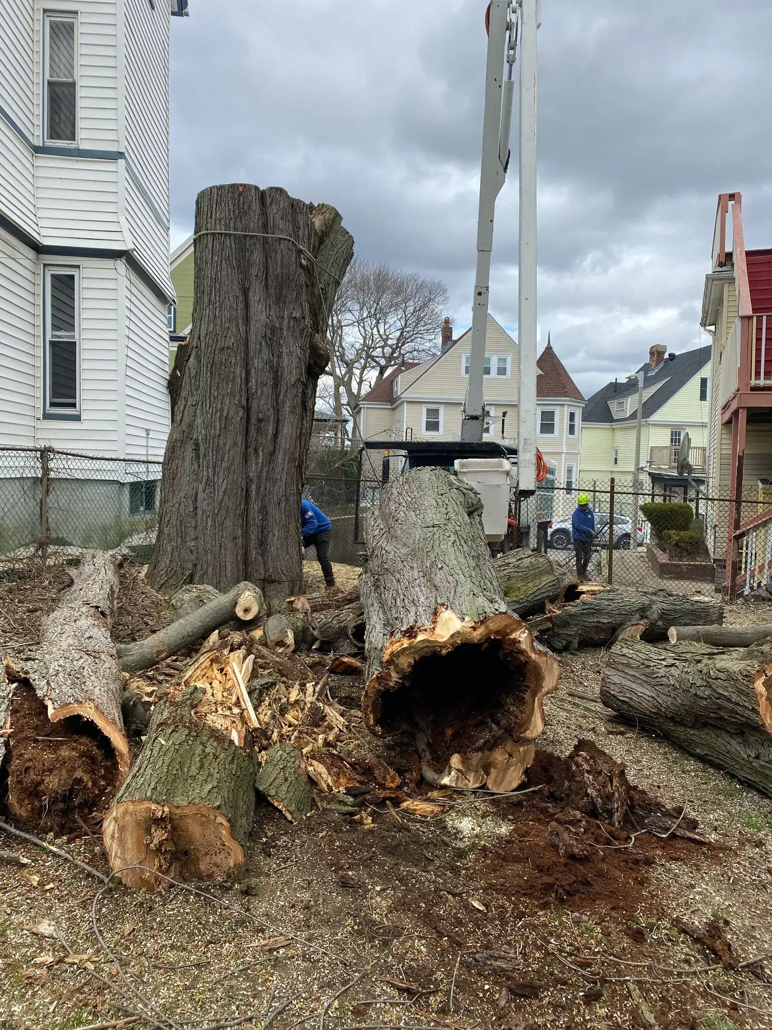 A large uprooted tree trunk with roots exposed beside a white house and utility pole in a residential yard.